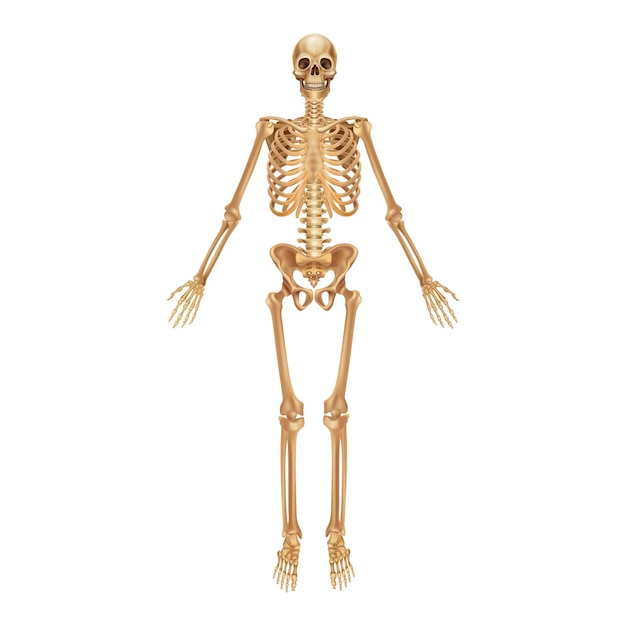 Menselijk skelet medische 3D anatomische banner Realistische botten van ledematen of schedelstam met wervelkolom en ribben Vooraanzicht van skelet Vector gedetailleerd wetenschappelijk educatief model
