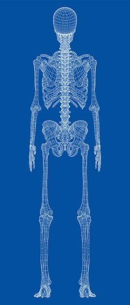 Menselijk skelet. vector