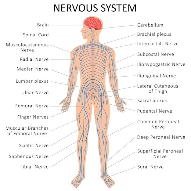 Vector menselijk zenuwstelsel. medisch onderwijs biologie voor zenuwstelsel diagram. vector illustratie