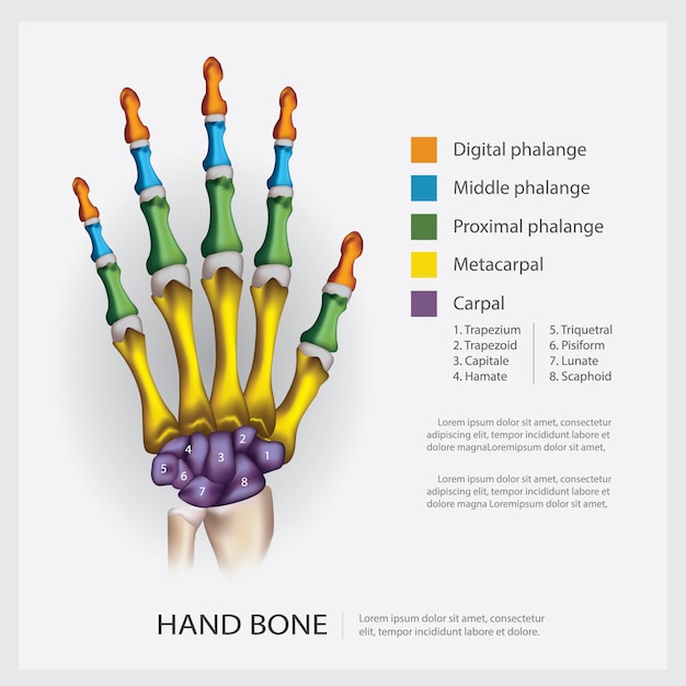 Menselijke anatomie hand bot illustratie