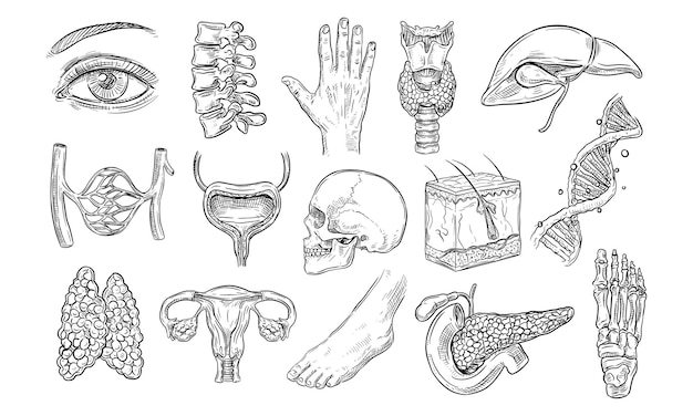 Vector menselijke anatomie handgetekende collectie