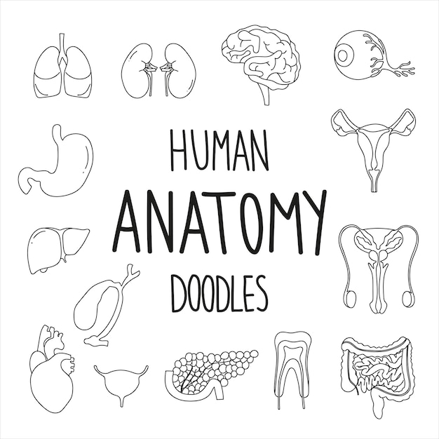 Menselijke anatomie ingesteld in doodle-stijl