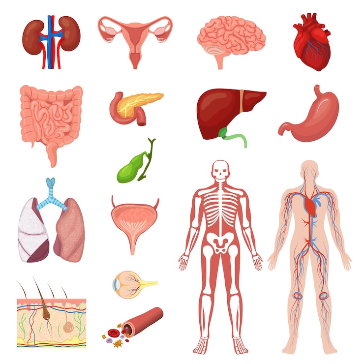 Vector menselijke anatomie vector illustratie set cartoon platte anatomische medische infographic collectie van