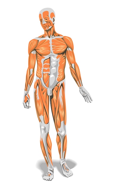 menselijke anatomie