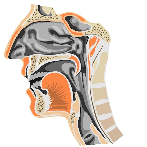 Vector menselijke anatomie