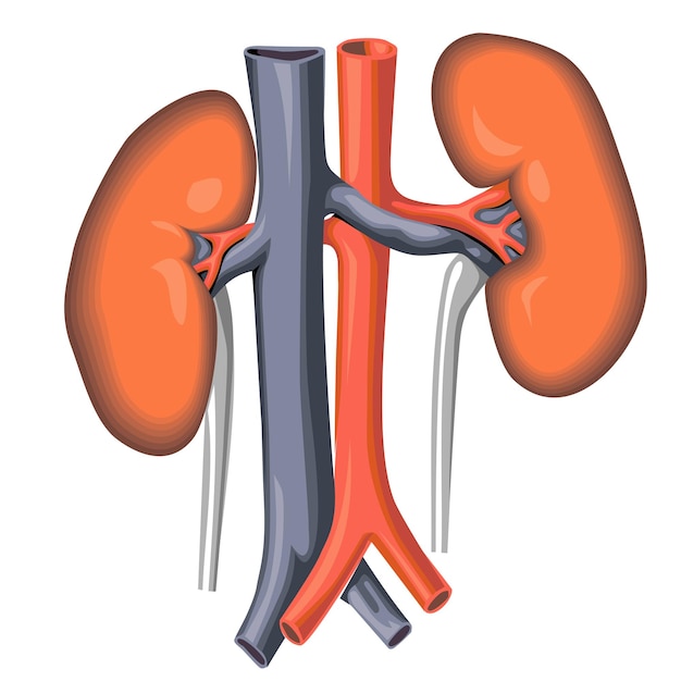 Vector menselijke anatomie