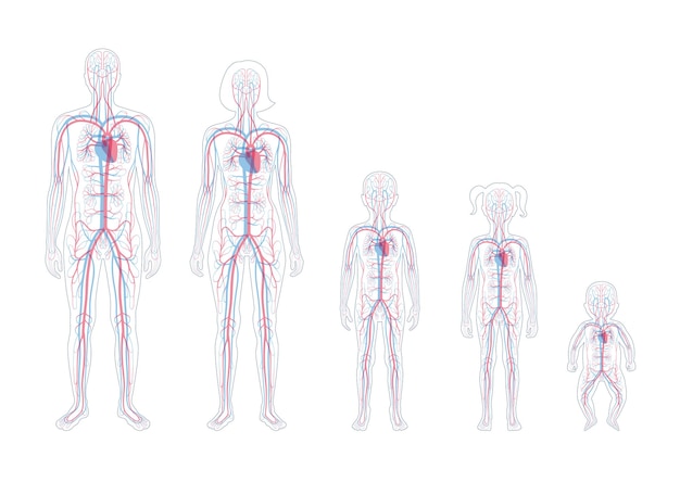 Menselijke arteriële en veneuze bloedsomloop anatomie in het lichaam van man, vrouw, kind. Bloedvaten vector