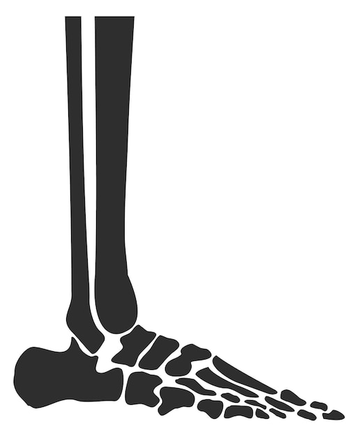 Menselijke beenderen voeten anatomie zijaanzicht