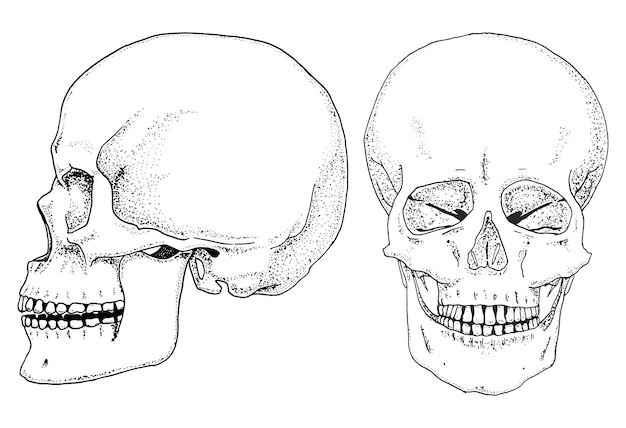 Menselijke biologie anatomie illustratie gegraveerd hand getrokken in oude schets en vintage stijl schedel of skelet silhouet botten van de lichaamszijde en vooraanzicht of gezicht en profiel