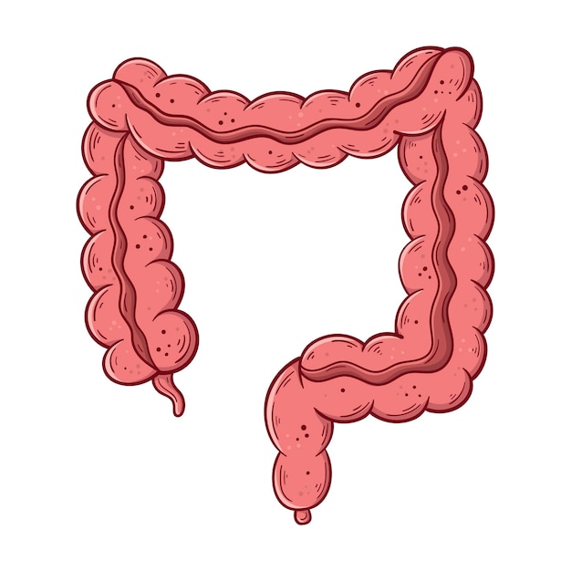 Menselijke dikke darm hand getekende cartoon eenvoudige vectorillustratie