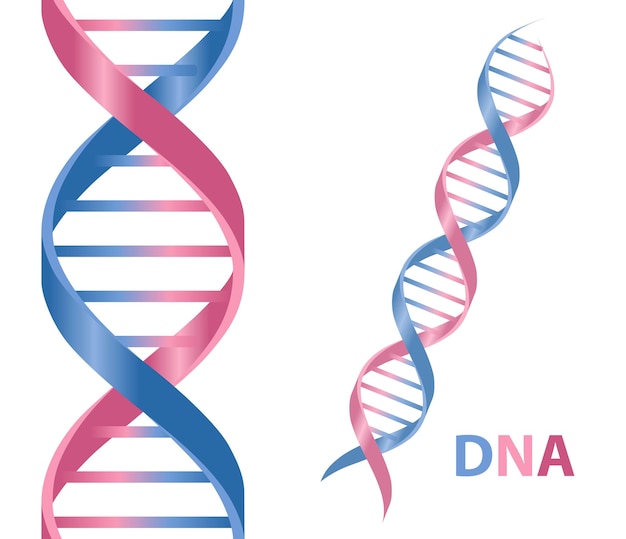 Vector menselijke dna vectorillustratie geïsoleerd op een witte achtergrond