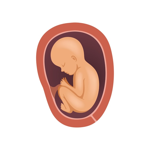 Menselijke foetus in de baarmoeder 8 maand stadium van embryonale ontwikkeling vector illustratie op een witte achtergrond