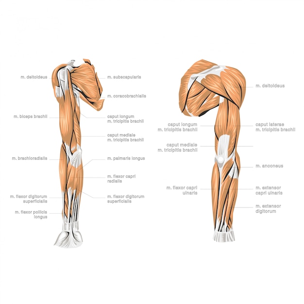 Vector menselijke hand anatomie