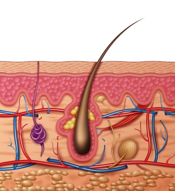 Menselijke huid anatomie kruis close-up zijaanzicht