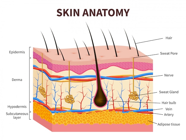 Menselijke huid. gelaagde opperhuid met haarzakje, zweet en talgklieren. gezonde huid anatomie medische illustratie