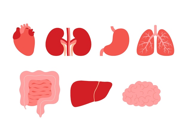 Menselijke interne organen cartoon afbeelding