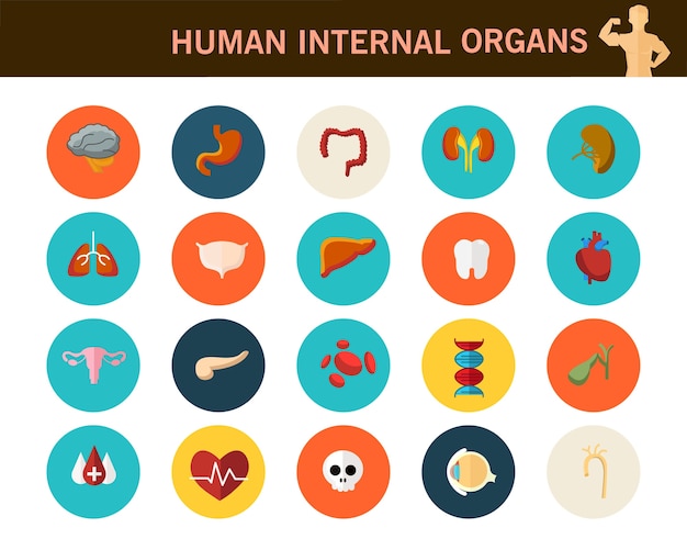 Menselijke interne organen concept vlakke pictogrammen.