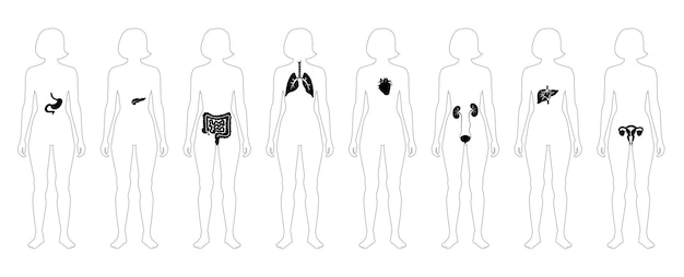 Menselijke inwendige organen in vrouwelijk lichaam platte vector geïsoleerde illustratie.