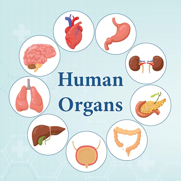 Menselijke inwendige organen infographic anatomie lichaam hersenen en nieren lever en longen maag en hart