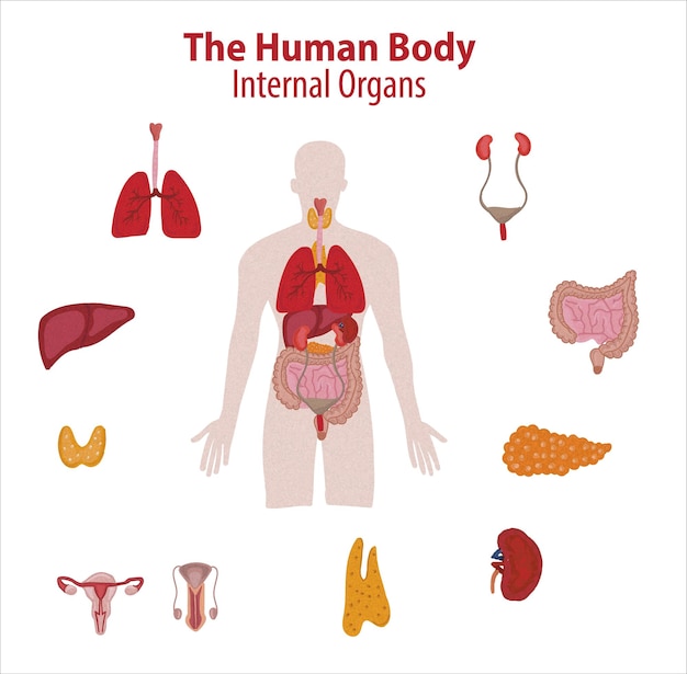 Vector menselijke inwendige organen. vector schets geïsoleerde illustratie. hand getrokken doodle anatomie symbolen set