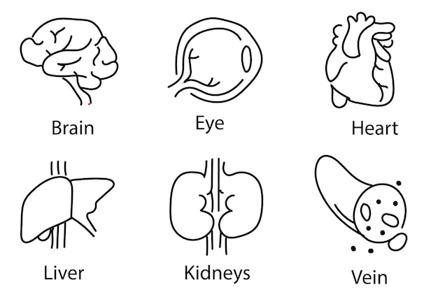 Menselijke inwendige organen. Vector schets geïsoleerde illustratie. Hand getrokken doodle anatomie symbolen set