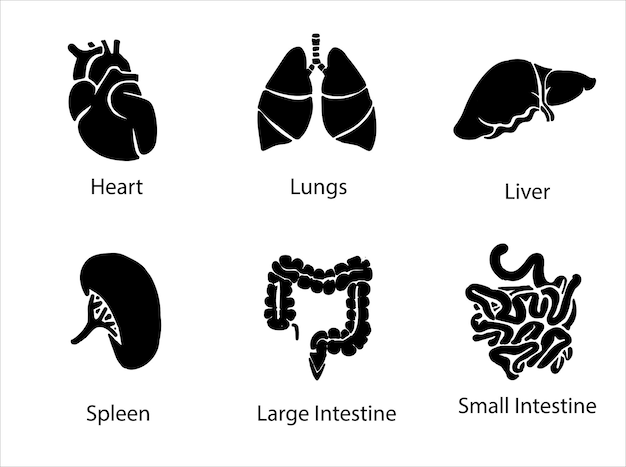 Menselijke inwendige organen. Vector schets geïsoleerde illustratie. Hand getrokken doodle anatomie symbolen set