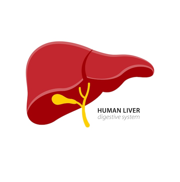 Menselijke lever in illustratie van het spijsverteringsstelsel