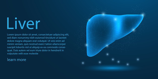 Vector menselijke lever medische, laag poly concept.