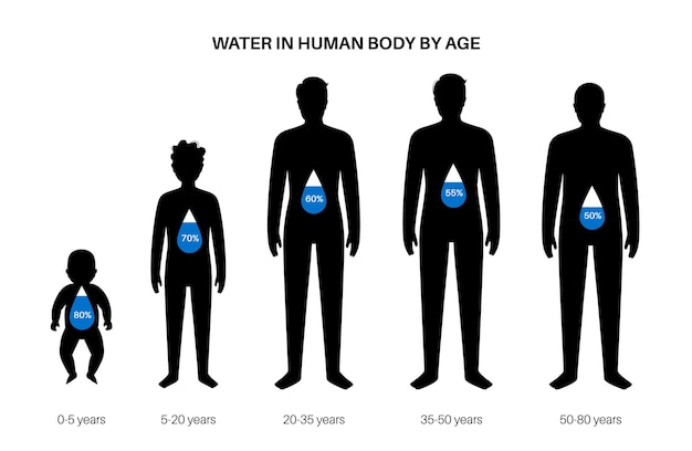 Menselijke lichaamssamenstelling infographic diagram in silhouet Percentage verhoudingen