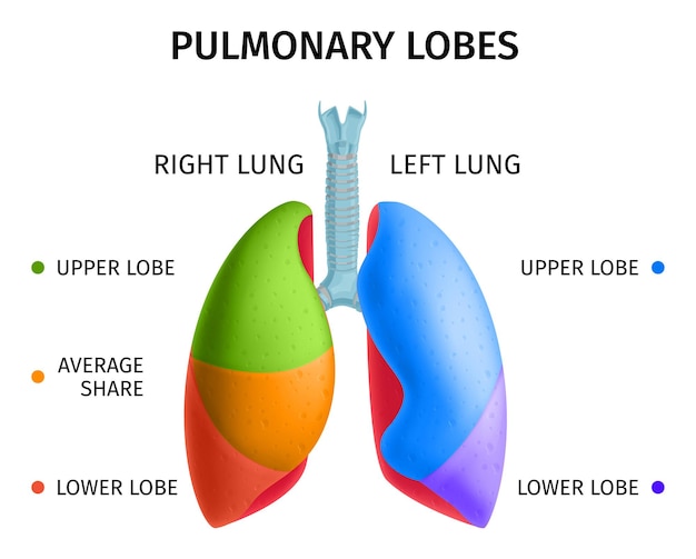 Menselijke longanatomie infochart