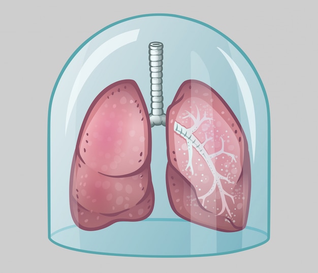 Menselijke longen onder glazen koepel