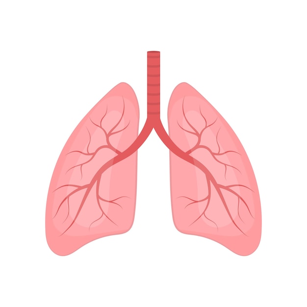 Menselijke longen vectorillustratie geïsoleerd op een witte achtergrond