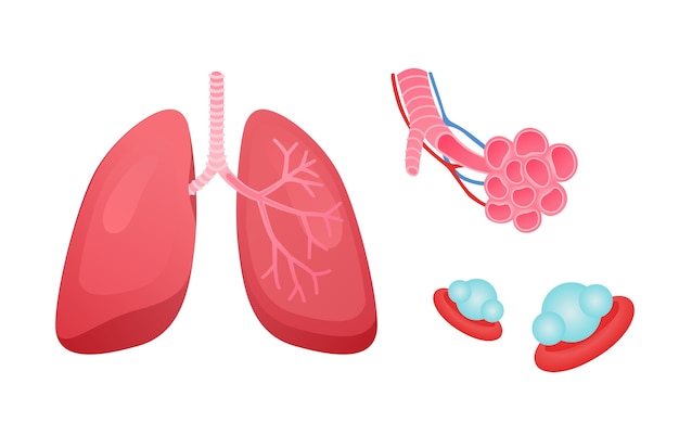 Menselijke luchtwegen longstructuur pulmonale bronchioli en longblaasjes met capillair netwerk