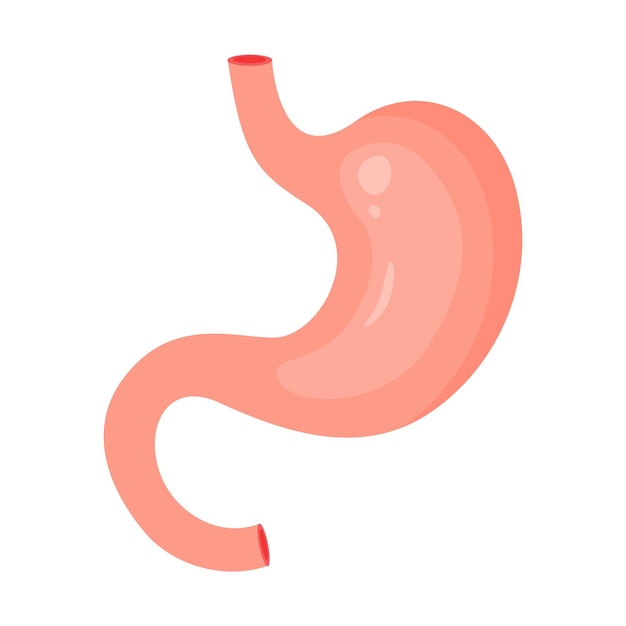 Vector menselijke maag interne orgaananatomie gezonde menselijke maag orgaan van intern spijsverteringssysteem