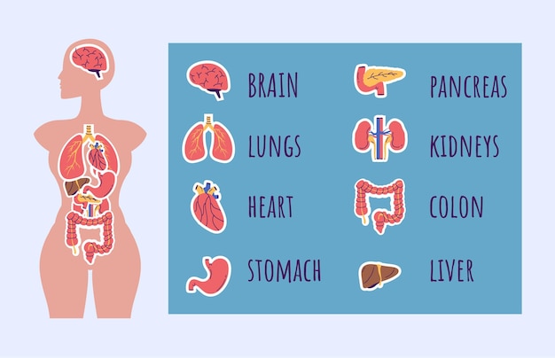 Menselijke mensen anatomie interne organen systeem banner poster schema geneeskunde onderwijs concept