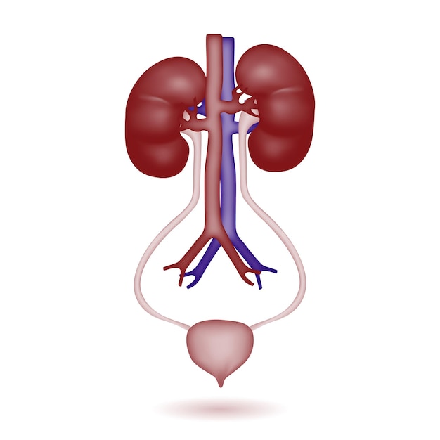 Menselijke nier illustratie