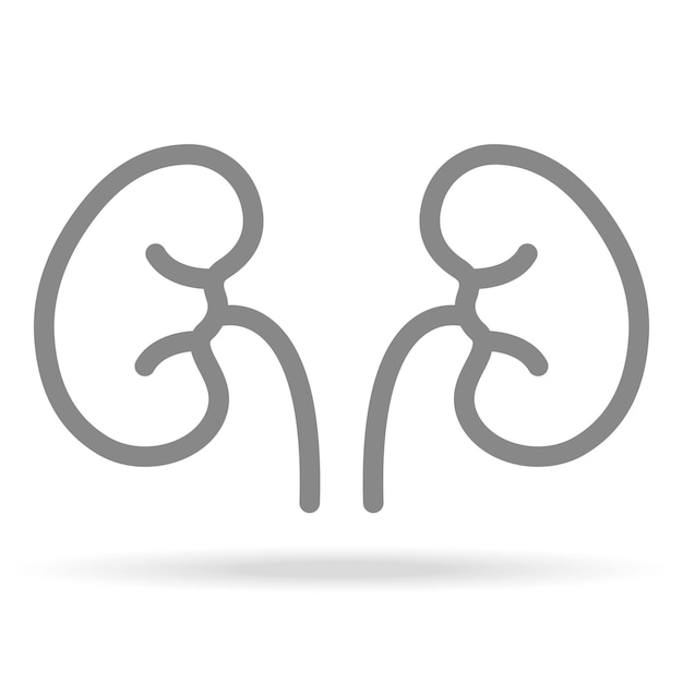 Menselijke nieren nefrologie pictogram in trendy dunne lijnstijl geïsoleerd op een witte achtergrond medisch symbool voor uw ontwerp Apps Logo UI vectorillustratie