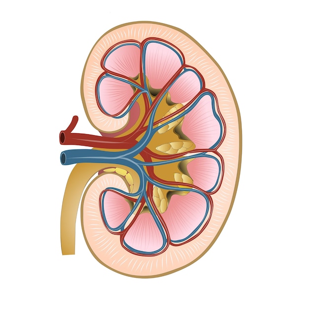 Vector menselijke nierstructuurvector voor biologie