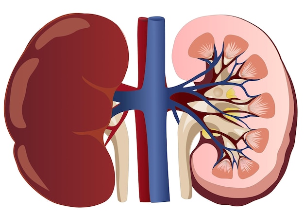 Vector menselijke nierstructuurvector voor biologiestudie