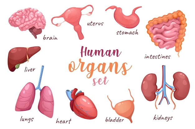 Vector menselijke organen d realistische set vector illustratie geïsoleerde elementen