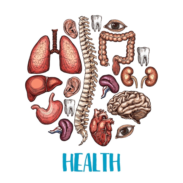 Menselijke organen gezondheid vector schets poster