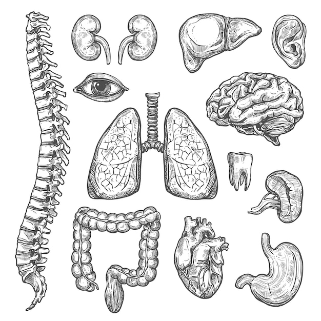 Menselijke organen vector schets lichaam anatomie pictogrammen