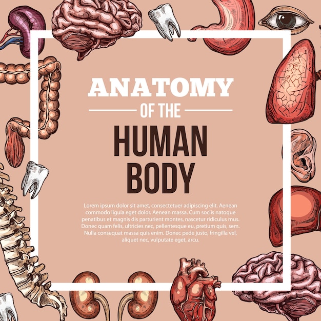 Vector menselijke organen vector schets lichaam anatomie poster