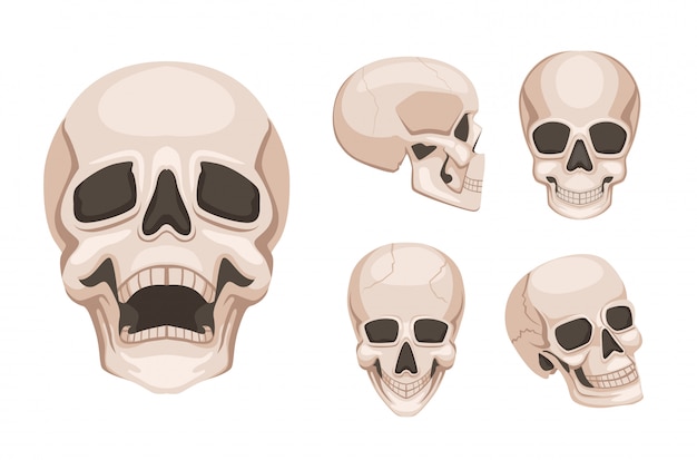 Menselijke schedel aan verschillende kanten.