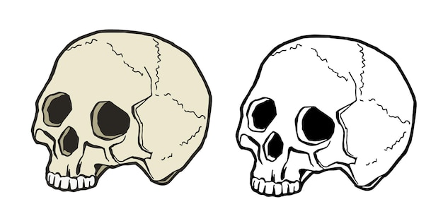 Menselijke schedel tekening