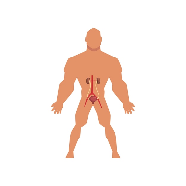 Menselijke urinewegen anatomie van het menselijk lichaam vector illustratie geïsoleerd op een witte achtergrond