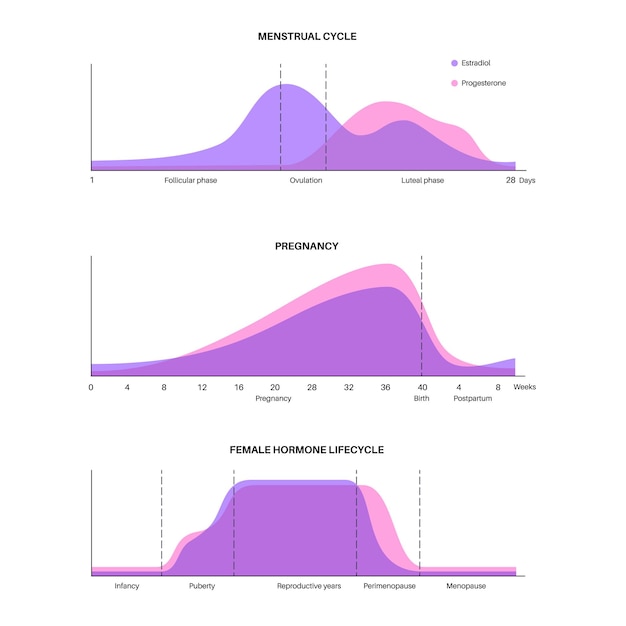 Вектор График менструального цикла и беременности гормоны в женском организме эстрадиол и прогестерон в организме женщины в фолликулярной фазе овуляции и вектор максимального и минимального уровня лютеина