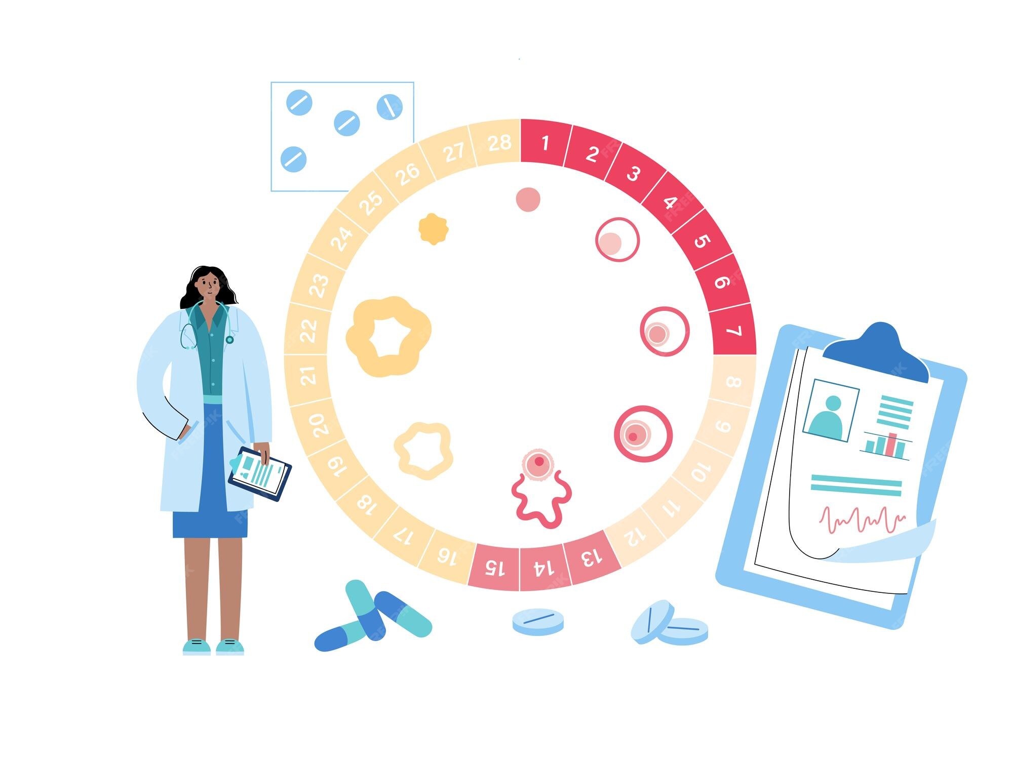 Premium Vector Menstrual Cycle Concept Premium Vector Menstrual Cycle Concept