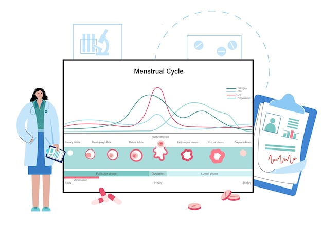 Vector menstrual cycle concept