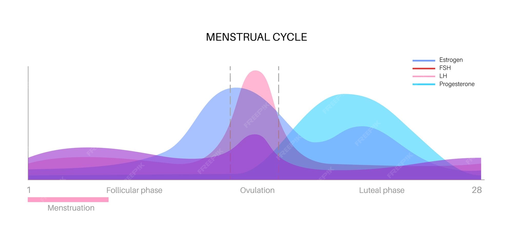 Premium Vector Menstrual Cycle Graphic Hormones In The Female Body premium-vector-menstrual-cycle-graphic-hormones-in-the-female-body